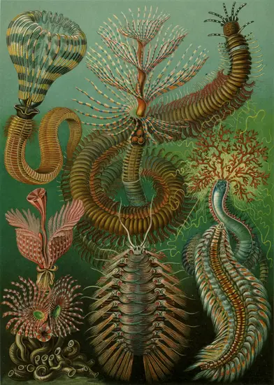 Haeckel_Chaetopoda