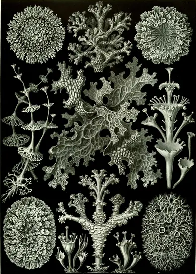 Haeckel_Lichenes