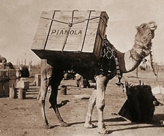 piano-camel