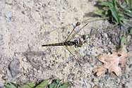 Dragon fly