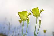 Yellow poppies