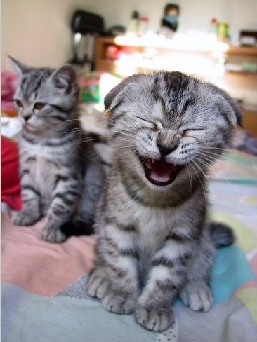 Giggling cat